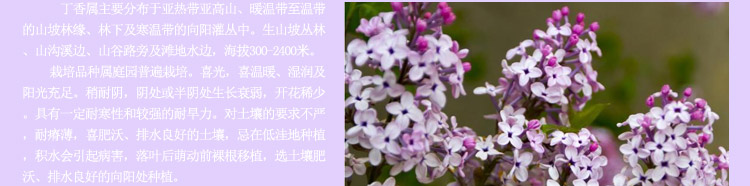 Nhà sản xuất tinh dầu đơn phương chính hãng tinh dầu đinh hương nguyên chất 5ml dầu đinh hương tinh dầu - Tinh dầu điều trị tinh dầu tràm gió