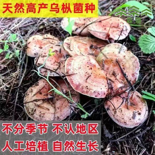 松树菌野外乌枞菌黄枞菌菌种菌包居家培植，轻松开启你的菌菇种植之旅！-智能园艺用品-淘宝百科网