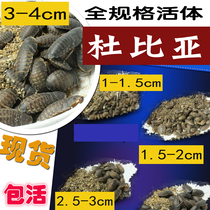 Full specification Dubiya Ocean cockroach larval subadult and adult 1cm2cm3cm4cm have live stock