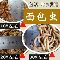 Living breadworm reptile Wormwood food fish food chicken bird food hamster live food national living