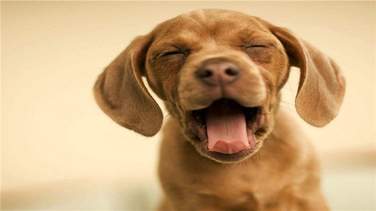 狗狗腸胃炎的原因 症狀預防與治療 淘寶海外