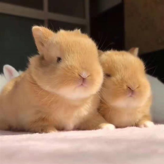 Import Double ancestry Dwarf Rabbit Living Things Small Deer Yellow Mountain Cat Pure Breeds Dutch Mini Small Pet Rabbit Living
