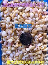 Gardening garden Dry landscape paving decoration Beige small stones Washed stone terrazzo trash can fleshy paving