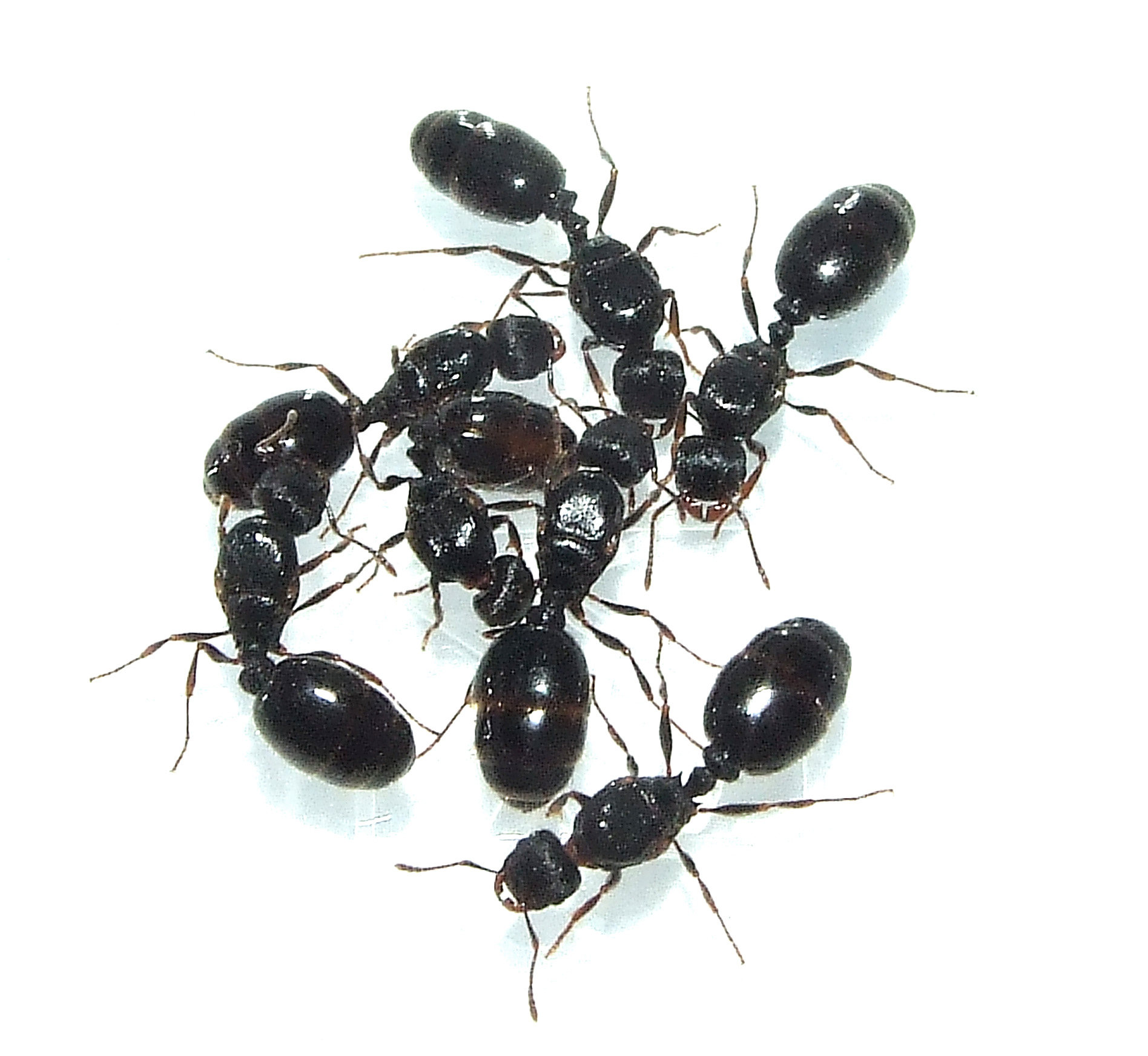 Pet ants grassland pavement ants 20 after 1000 road house ants large crowd breeding fast