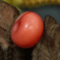 Tibet old South Red Old Buddha beads accessories auspicious accessories 1029-1