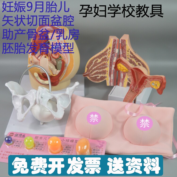 妇幼保健院/计生委孕妇学校教学物品 女性乳房/骨盆 胚胎发育模型
