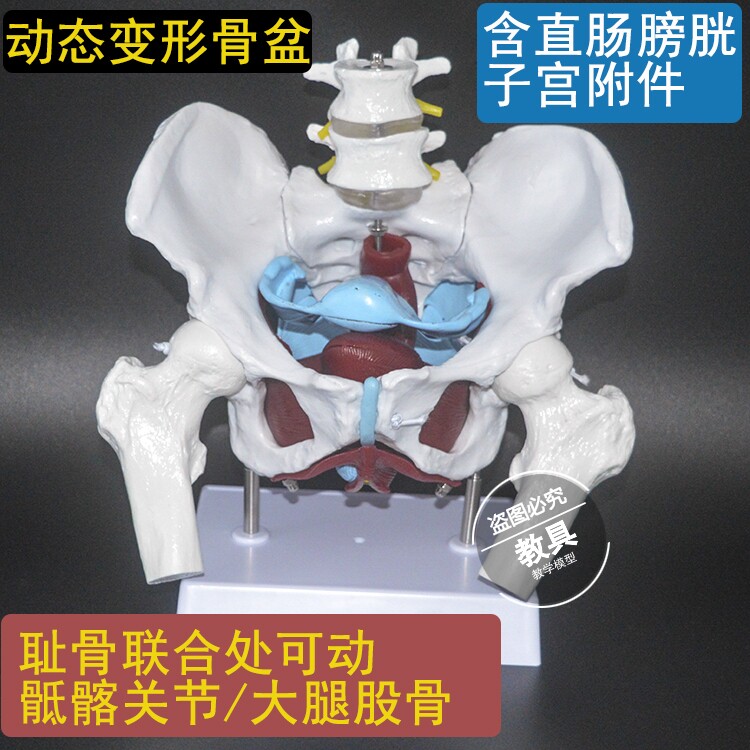 产后修复中心女性动态骨盆示教模型异常变形盆腔带盆底肌子宫附件