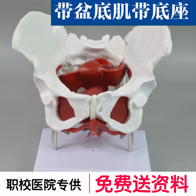 女性骨盆示教模型 女性盆腔模型带盆底肌带底座 计生委展览教具
