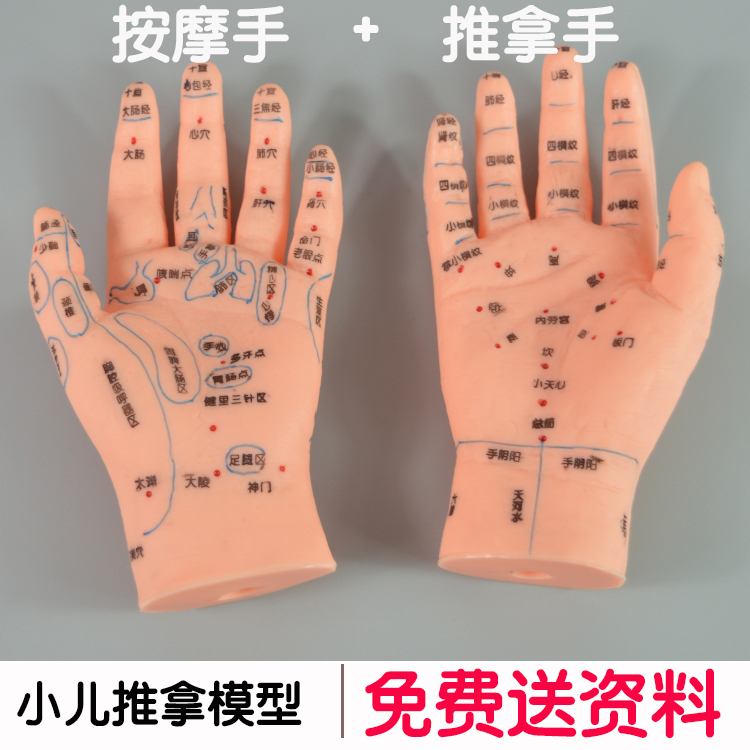 Child massage massage practice acupoint hand model Child massage hand model Massage acupoint hand model teaching aids