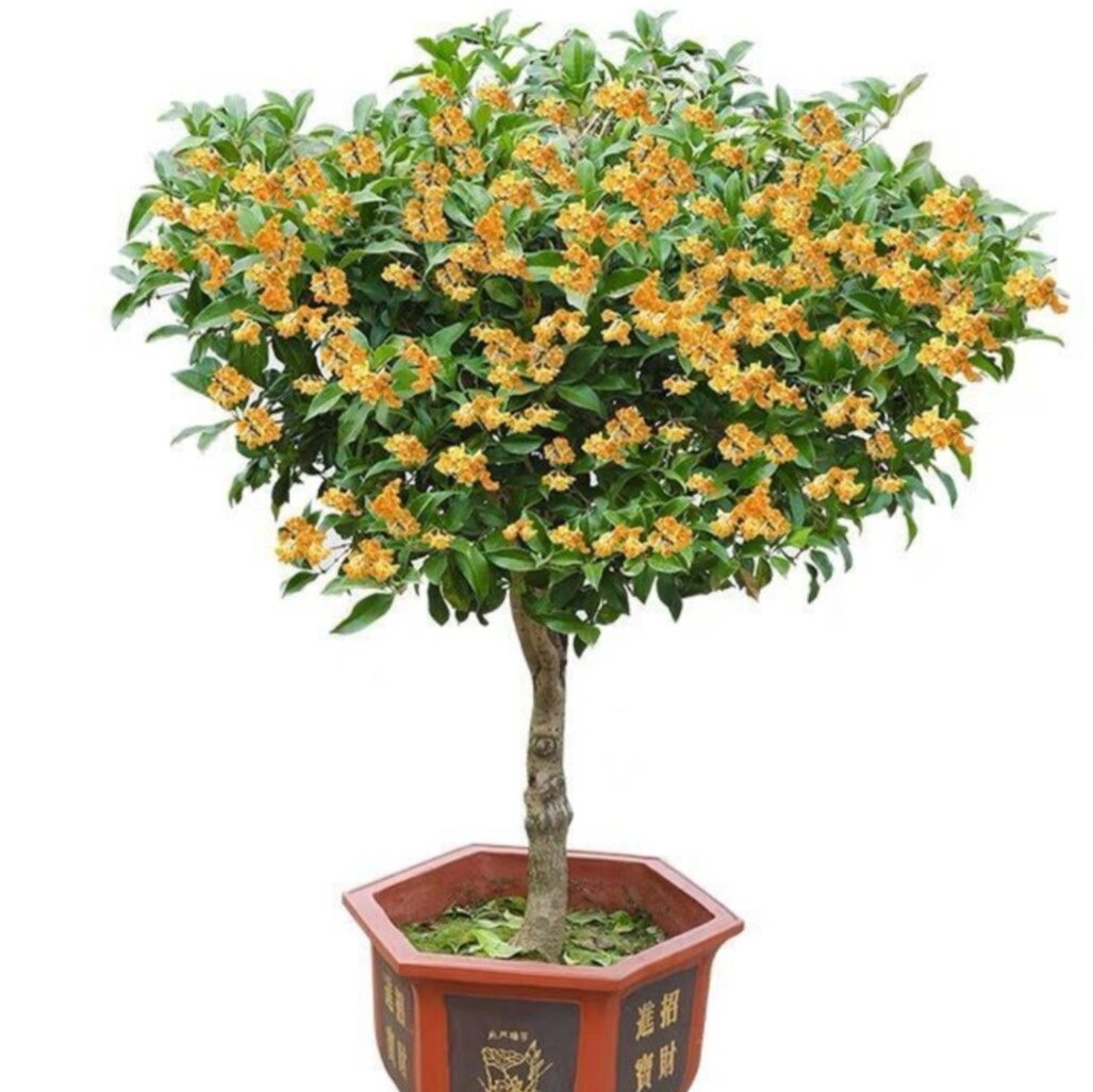花族馆的LOGO