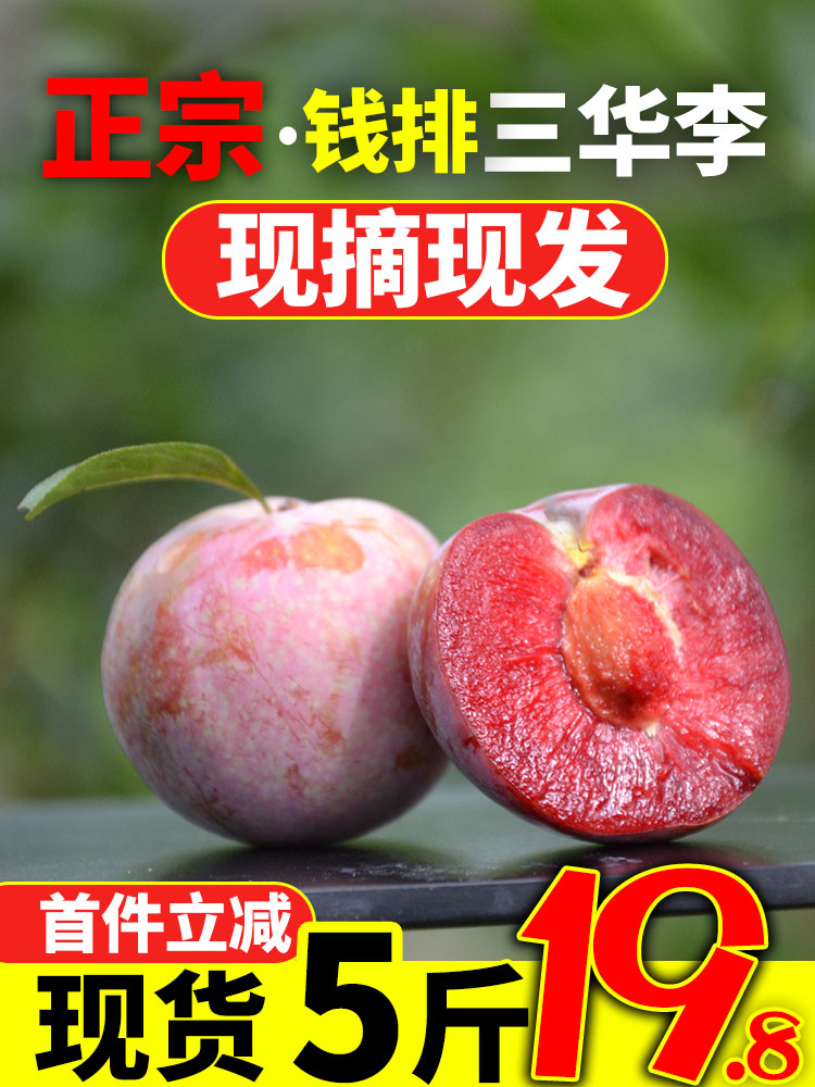 正宗三华李新鲜李子孕妇水果现摘钱排红心李大果银妃信宜前排5斤