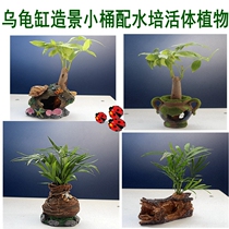 Fish tank turtle tank Landscaping keg configuration Living fortune tree Pocket coconut sun terrace Turtle house turtle tank decoration