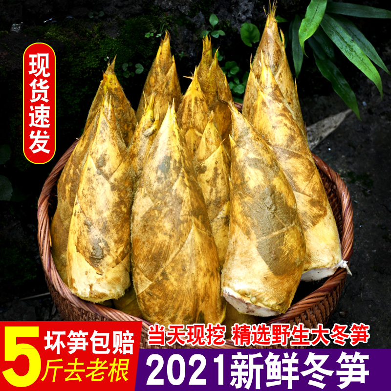 Fresh winter shoots Sichuan wild bamboo shoots now dig 5 catties of large asparagus spring bamboo shoots 10 east shoots yellow clay shoots