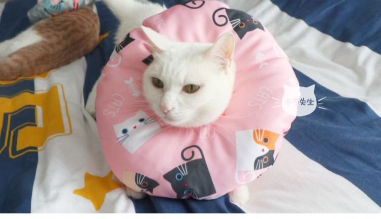 Kabu Shishi Duo Soft Elizabeth Ring Chống thấm chống cắn Donut Pet Dog Khử trùng - Cat / Dog hàng ngày Neccessities 	bát ăn cho chó poodle	