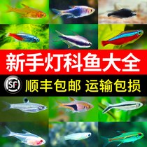 Tropical fish Small purebred guppies Small fry Freshwater good breeding lamp fish grass tank fish swimming live ornamental fish