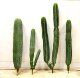 Simulated Measuring Stick Cactus, Pu Cactus, Mutant and Unusual Type