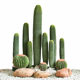 North American Simulated Cactus Potted Plant Pattern Office Shop Decoration Cactus Palm Tiger Orchid Fake Green Plant Ornaments
