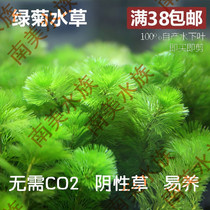 South American aquatic community True Water Grass Green Chrysanthemum Water Grass Living Fish Tank Building negative grass No need for carbon dioxide to be easy to raise