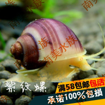 South American aquarium purple purple snail mysterious viewing algae snail removal food residue living snail removal of moss green algae
