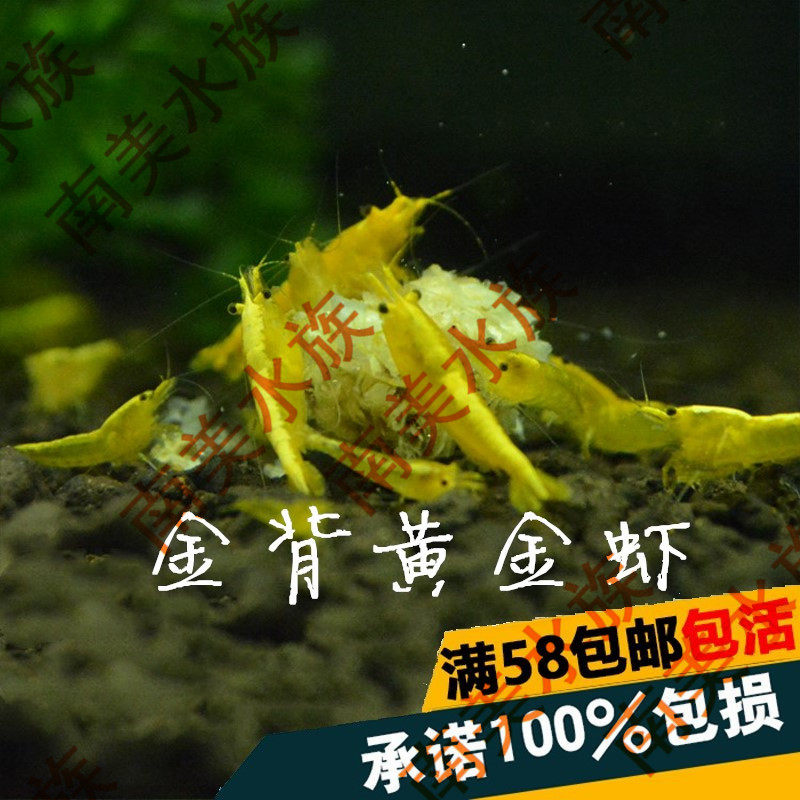 South American aquatic community golden back gold rice shrimp yellow gold rice shrimp fish tank water grass cylinder ornamental algae removal tool living shrimp