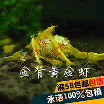 South American aquatic community golden back gold rice shrimp yellow gold rice shrimp fish tank water grass cylinder ornamental algae removal tool living shrimp