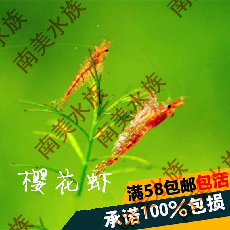 South American aquarium Super red cherry shrimp Flame shrimp Ornamental shrimp Algae removal shrimp Live shrimp Pet shrimp tool shrimp cleaning