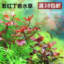 South American water community Purple Red Cloves Water Grass Fish Tank Water Grass Cylinder Build View Living Red Ensemble Water Grass Pure Underwater Leaves