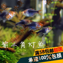 South American water group Purple Flame Triangle Lamp Violet Light Fish Lamp Fish Small Tropical Fish Live Fish Grass Cylinder Fish Ornamental Fish