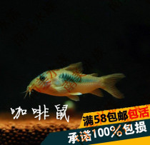 South American aquarium coffee mouse mouse fish tank aquarium aquarium tool cleaning fish tank garbage food residue