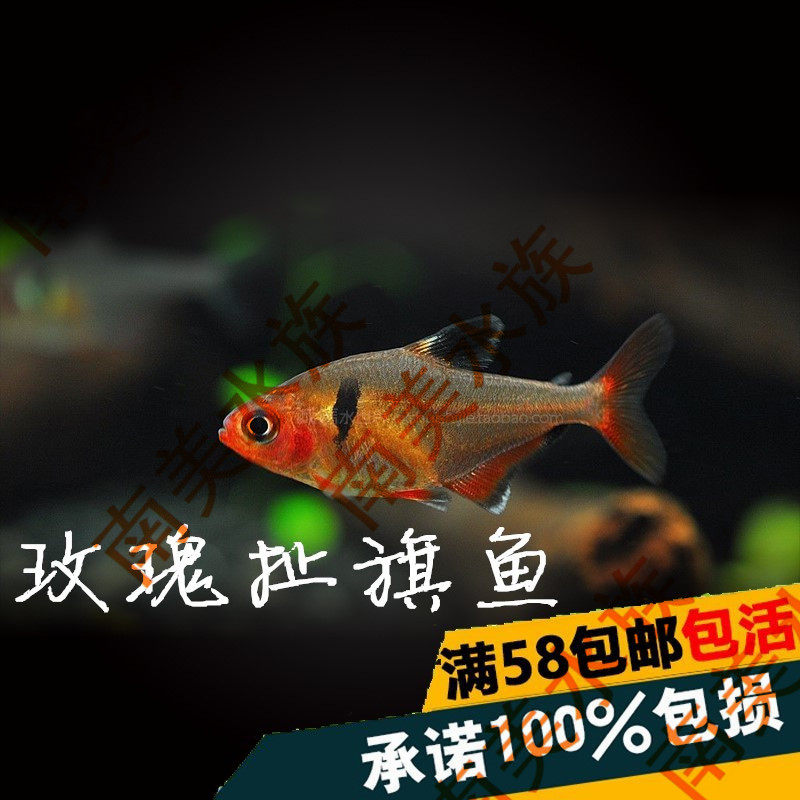South American water race Rose ripped flag fish Rose ripped flag Flag Fish Small Fish Ornamental Fish Tropical Fish Live Fish