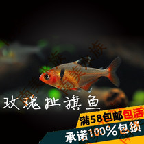 South American water race Rose ripped flag fish Rose ripped flag Flag Fish Small Fish Ornamental Fish Tropical Fish Live Fish