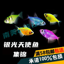 South American Water Community Fluorescent Angel Fish Turquoise Apple Emerald Green Tiger Spotted Blueberry Purple Coat Angel Fish Tropical Not To Fall Color