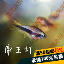 South American Water Community Monarch Lamp Fish Small Tropical Fish Freshwater Lamp Corfish Group Tours Fish Live