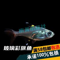 South American Aquarium Society Glass bunting pulled swordfish Small easy-to-raise ornamental fish live group swimming fish can be mixed group swimming
