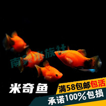 South American aquarium society Mickey fish Moonlight fish can give birth to small fish viviparous fish Small tropical ornamental live fish