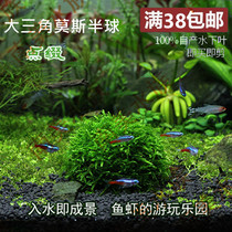 South American Water family Moss hemisphere ornamental crystal Shrimp Tank Fish Tank Water Grass Riostomy Ground Water Grass Moise Water Grass Living