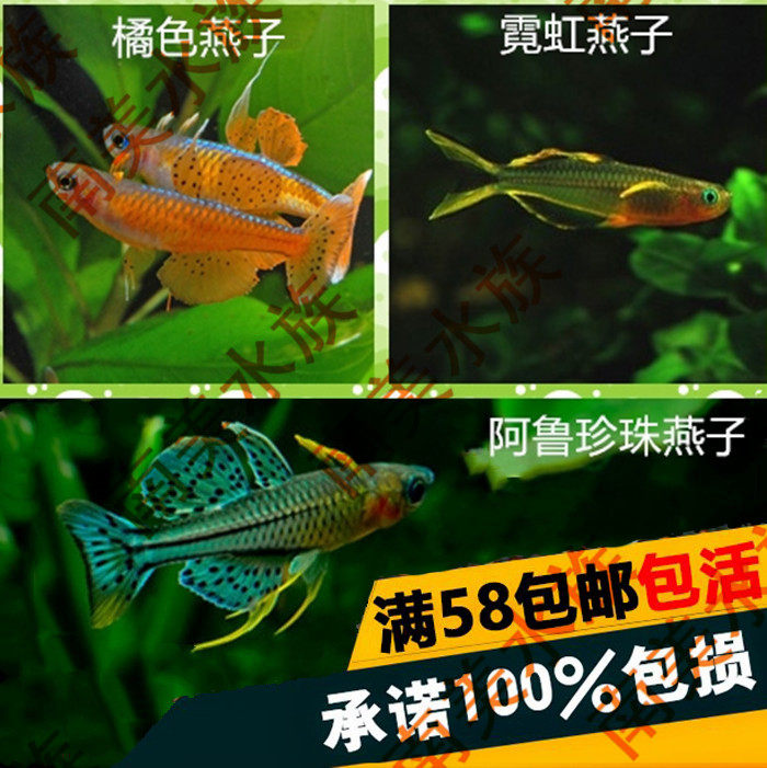 South American water ethnic group neon oengroom groom official fish Aru pearl big sails orange sails pearl oenocarp pelagic fish