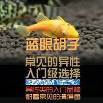 South American water ethnic removal of algae tools Special gold bearded cleaners living blue red eye camouflay beard big sails