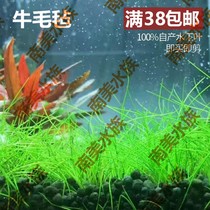 South American Water Community Cow Wool Grass Cow Felt Underwater Fixed Planting Medium Foreground Grass Water Grass Tank Fish Tank Made of Living Water Grass