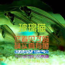 South American aquarium society Glass cat fish grass tank fish swim well Tropical fish live lamp fish Transparent fish timid can be mixed