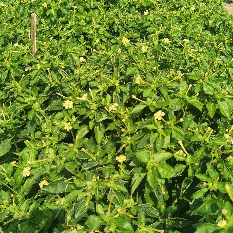 滋食堂