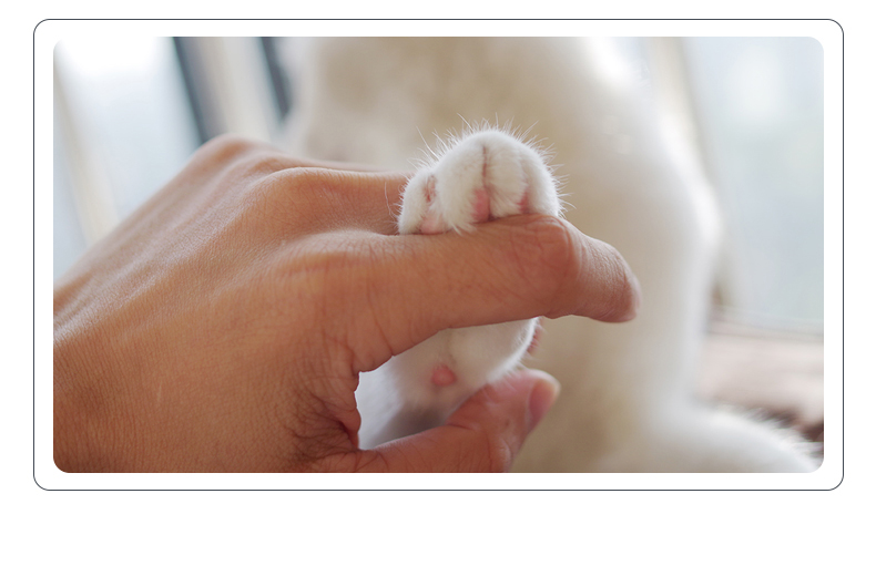 Cat Snack Cat Forest Catnip 12g Đồ ăn nhẹ thảo dược Giúp loại bỏ bóng tóc Làm sạch miệng Mèo cung cấp - Đồ ăn nhẹ cho mèo hạt cho mèo giá rẻ