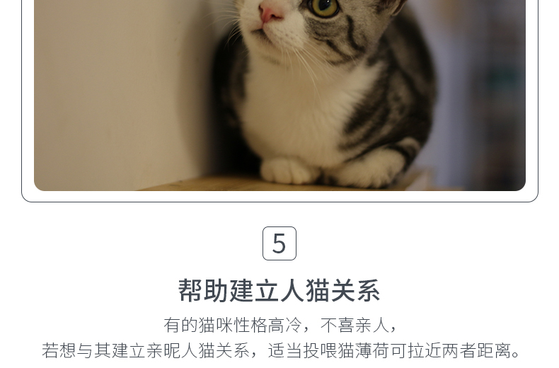 Cat Snack Cat Forest Catnip 12g Đồ ăn nhẹ thảo dược Giúp loại bỏ bóng tóc Làm sạch miệng Mèo cung cấp - Đồ ăn nhẹ cho mèo hạt cho mèo giá rẻ