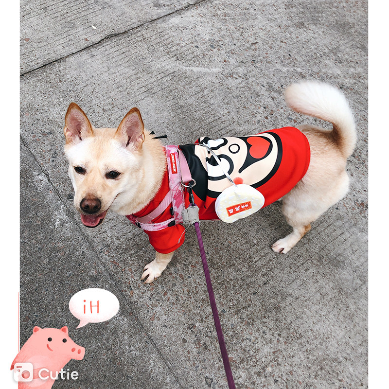 Two-piece Gold Velvet Pet Dog Dog Clothes New Year Festive New Year Tang Dress Winter Dress Fadou Schnauzer