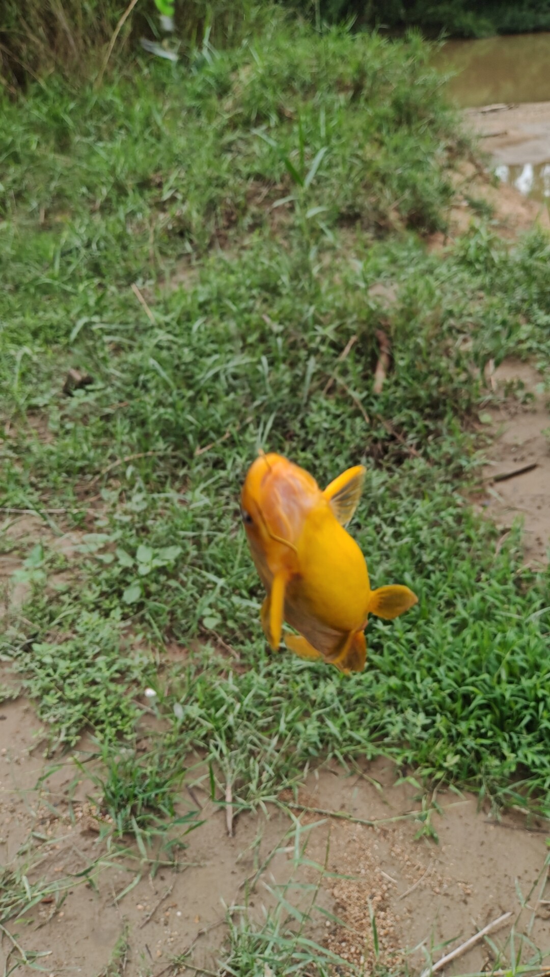小鱼爱吃米