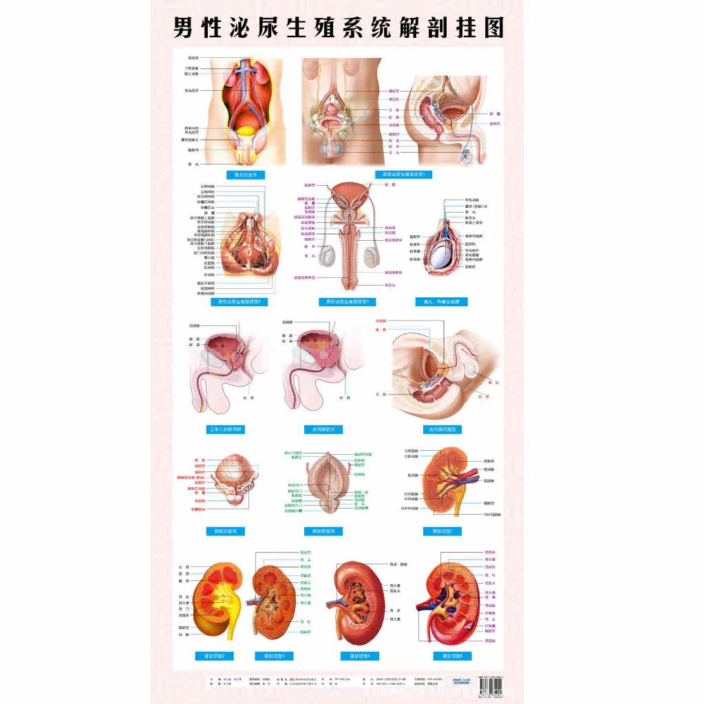 男性女性泌尿生殖器解剖知识挂图画泌尿生殖系统解剖学大挂图 冬季新品 挂图 泌尿 解剖学 生殖器 解剖途虎网