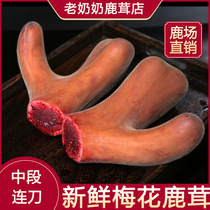 Granny Jilin Luxiang Plum Blossom Flip Slice 200g Middle-section continuous knife pilose antler pruning whole root soaked in fresh wine