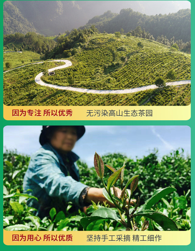 熙牧源 2020新茶 碧螺春 明前嫩芽绿茶 125g/罐 图8