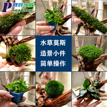 Small Sinkwood Moise View Components Gold Water Banyan Fish Tank Simple to View Danish pretzels Sink Wood water Grass