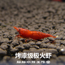 Watch Pet Shrimp Live Polar Fire Shrimp Large Baking Varnish Ornamental Thick Chia Flame Shrimp Taiwan Pure Blood 1 6-2cm